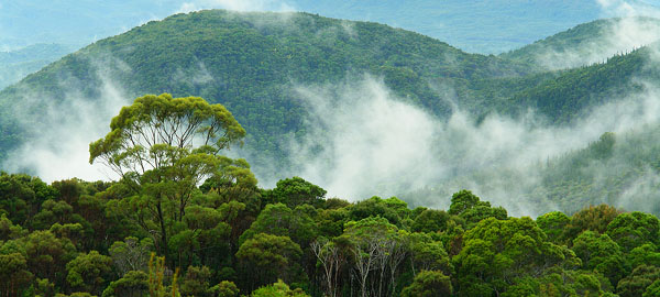 bigstock canopy of the rainforest in ta 3104688 featured