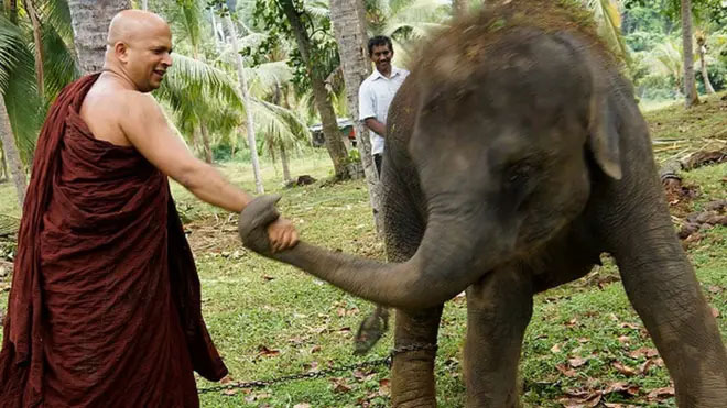 අලි ජා 2