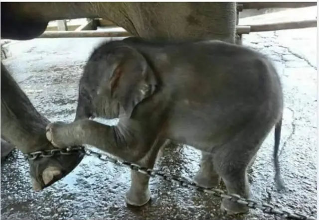 අලි ජාවා 1