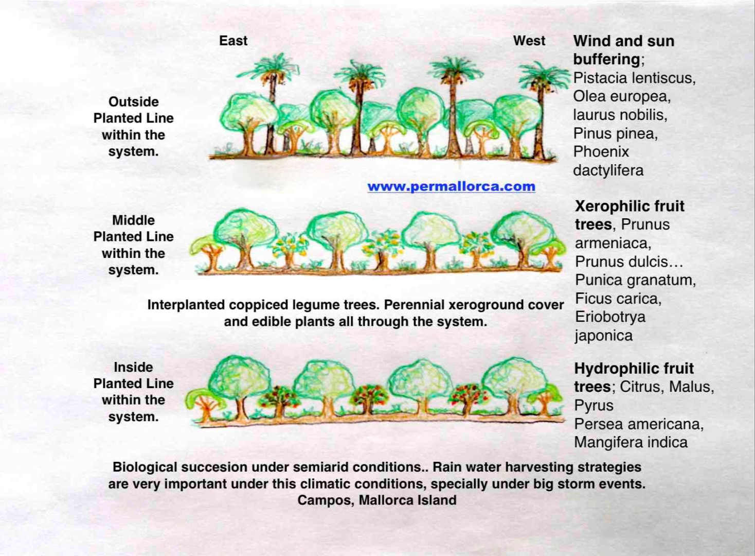 Syntropic Agroforestry Adaptive Design