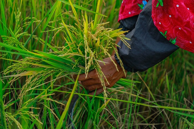 මා 2