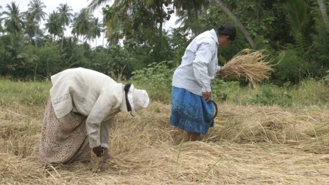 කාබනික 4